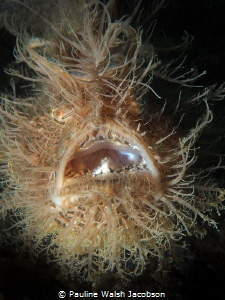 Striated (Hairy) Frogfish, Lembeh by Pauline Walsh Jacobson 